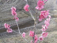 池の近くの小さな梅（3月22日）