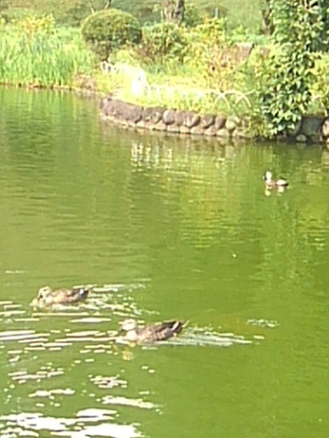 カモトライアングル（9月17日）