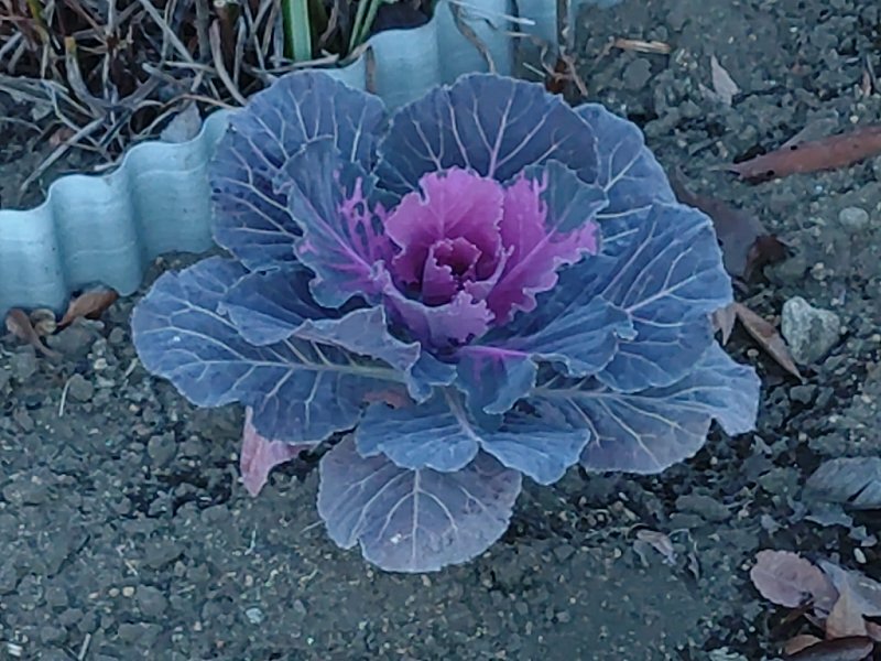 紫ハボタン（11月20日）