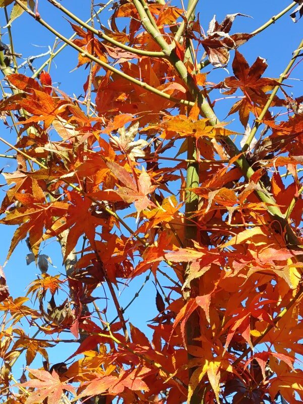 庭のモミジ（11月29日）