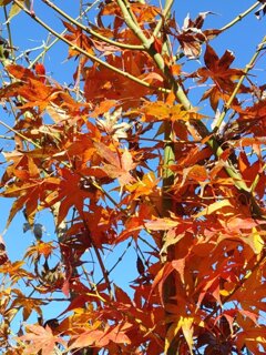 庭のモミジ（11月29日）