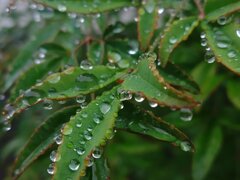 雨に濡れた南天（10月16日）