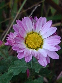 紫のフチの小菊（11月5日）