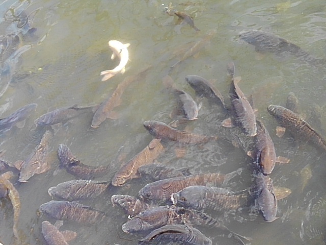 長峰公園の池の鯉（11月9日）