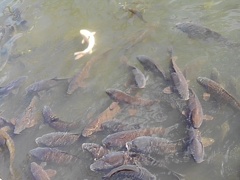 長峰公園の池の鯉（11月9日）