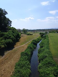公園の橋からの小川（8月30日）