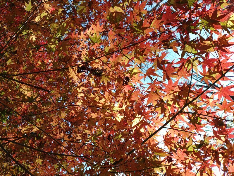 川崎城跡公園の丘の赤モミジのカーテン（11月21日）