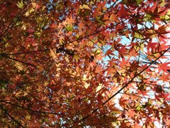 川崎城跡公園の丘の赤モミジのカーテン（11月21日）