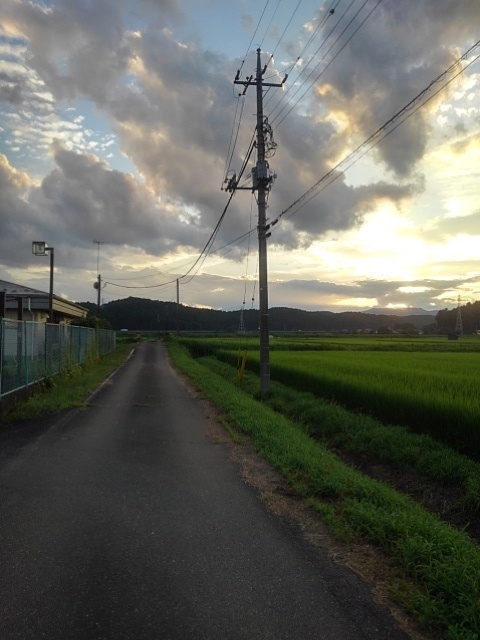 水田と電柱（7月30日）