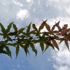 モミジと鱗雲（7月3日）