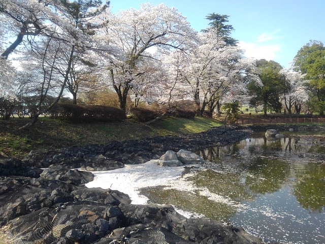 花筏の公園の池（4月12日）