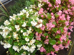 矢板駅の花壇の2色のベゴニア（10月4日）