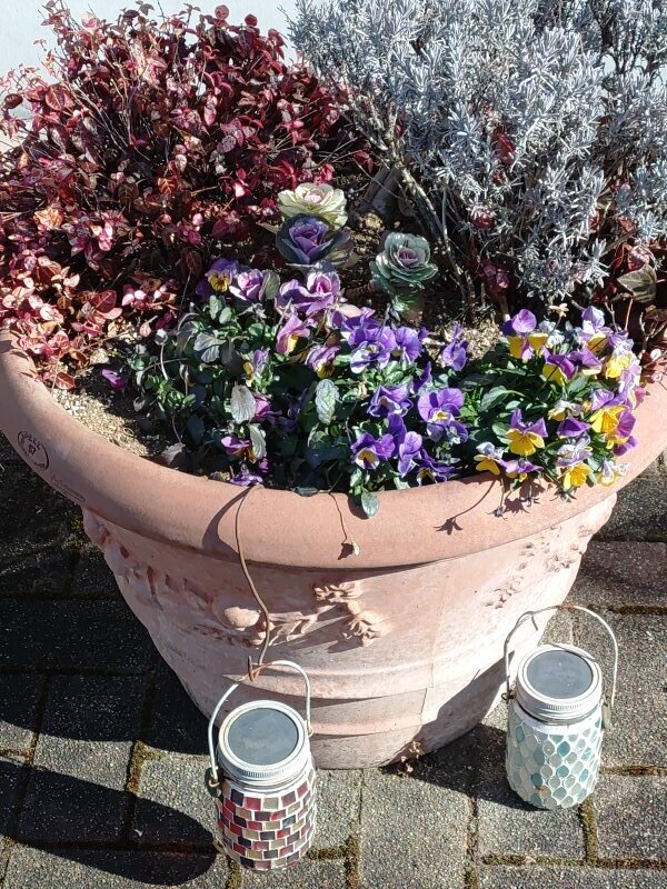 歯科医院のプランター（1月24日）