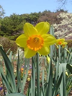 烏ヶ森公園の黄色いスイセン（4月5日）