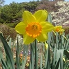 烏ヶ森公園の黄色いスイセン（4月5日）