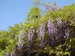 藤の花の集まり（5月1日）