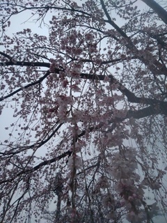 長峰公園のシダレザクラの枝と花（4月3日）