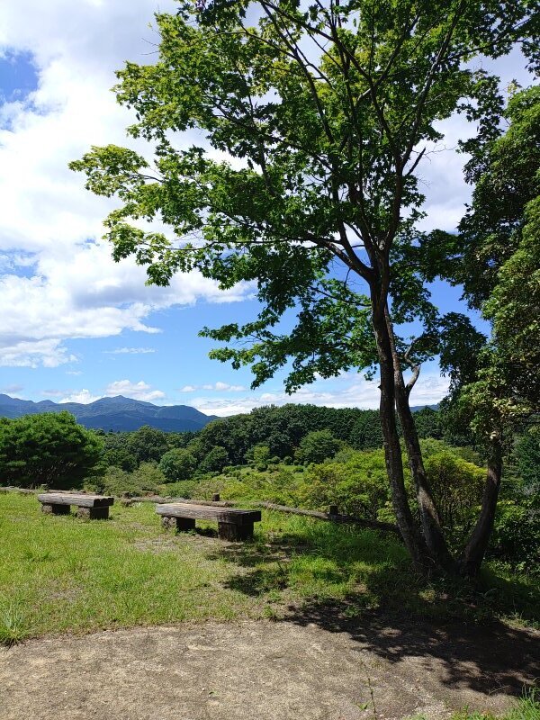 丘のモミジとベンチ（8月8日）
