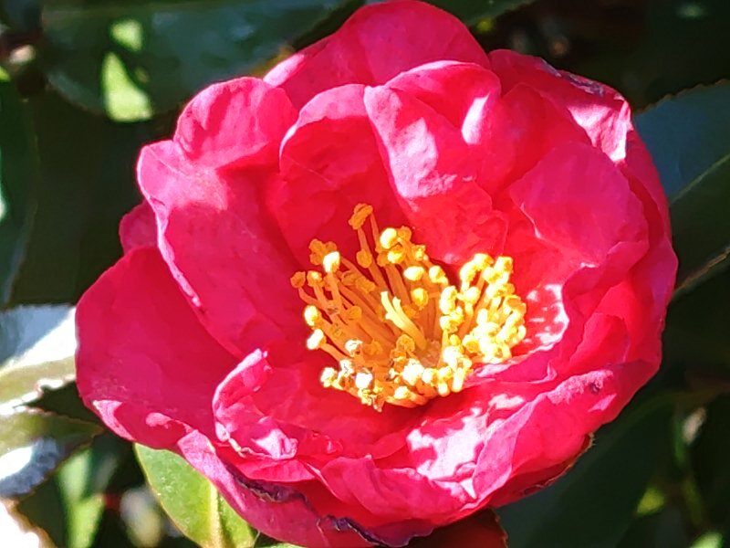 郊外で見られたサザンカ（1月5日）