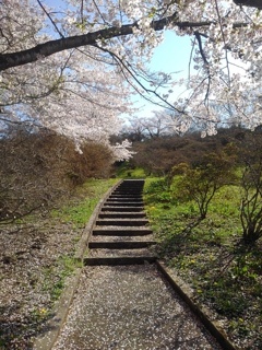 長峰公園の丘の小さな階段と桜（4月13日）
