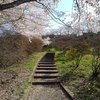 長峰公園の丘の小さな階段と桜（4月13日）