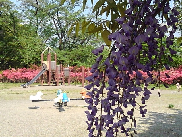 藤の花と遊具（5月1日）