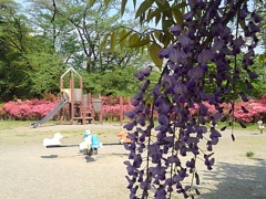 藤の花と遊具（5月1日）
