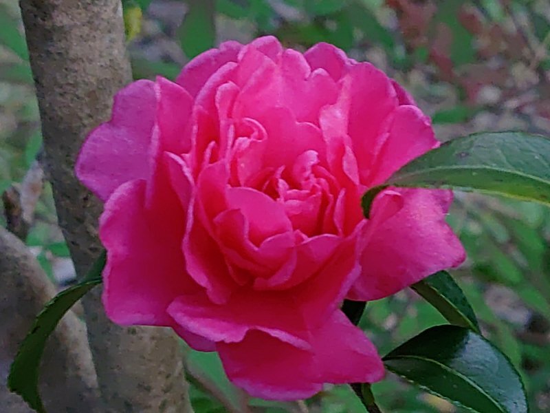 赤サザンカ（11月19日）