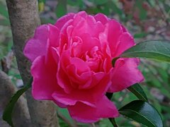 赤サザンカ（11月19日）