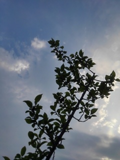 夕方の低木（7月5日）