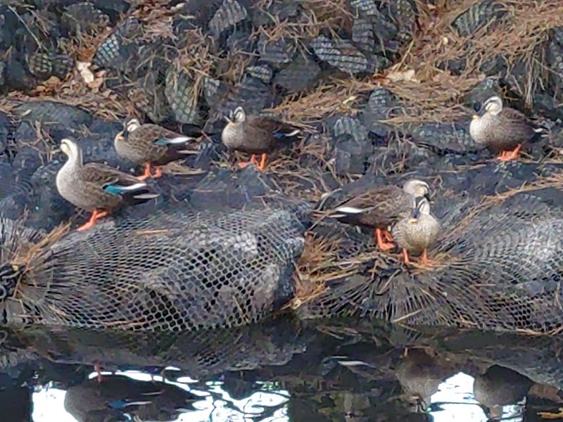 元日のカモ（1月1日）