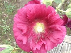 赤紫の芙蓉（7月11日）