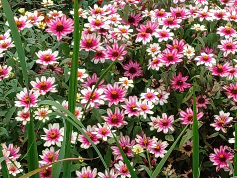 白とピンクのヒャクニチソウ（10月22日）