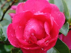 雨の雫が付いた赤サザンカ（12月14日）