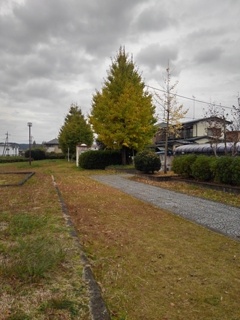 奥のイチョウ（11月16日）