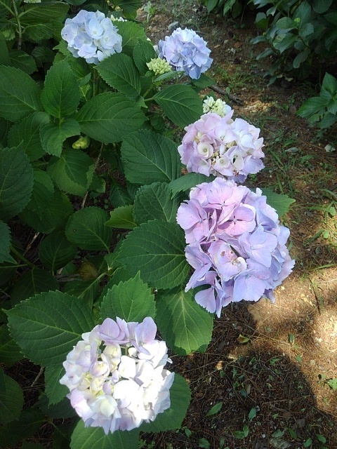 パステルカラーのアジサイの花たち（6月15日）