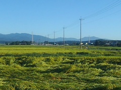 水田と道路と山（9月5日）