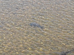 川にいる鯉（3月15日）