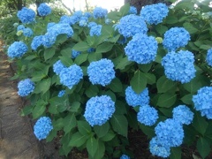 青い花の天国（6月15日）