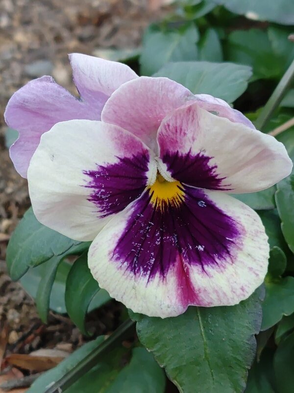 ゆうゆうパークの丘の白と紫のパンジー（1月2日）