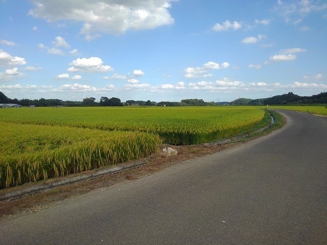 水田と道路（9月1日）