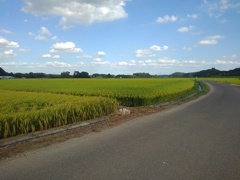 水田と道路（9月1日）