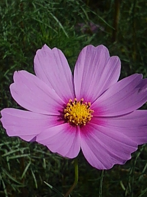 ピンクコスモス（10月12日）