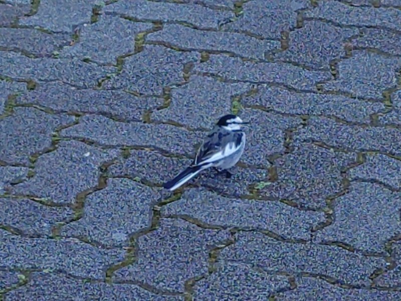 オナガ（12月6日）