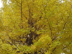 小さな公園のイチョウ（11月16日）