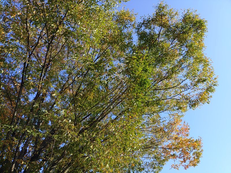 赤みのある葉の街路樹（10月30日）