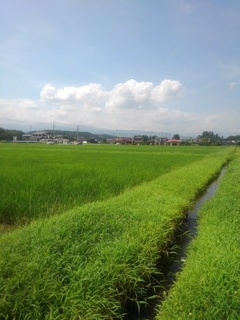 水田と用水路（7月13日）