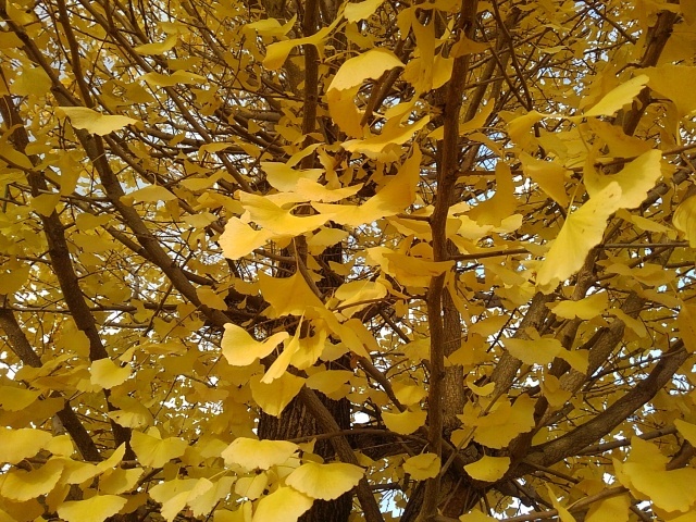公園のイチョウの葉（11月30日）