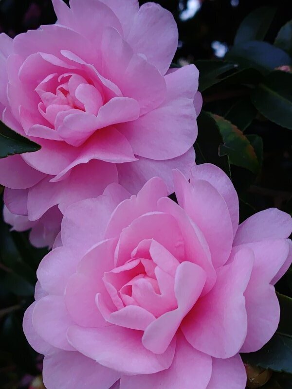 2輪のピンクのサザンカ（11月25日）