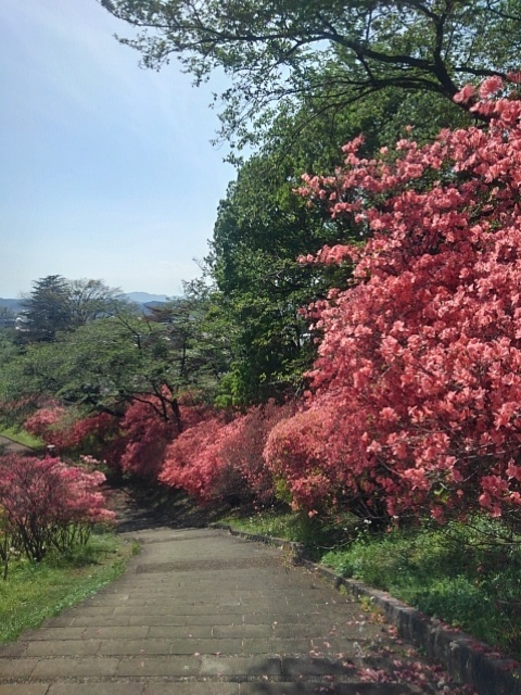 すぐ近くにツツジがある丘の階段（4月28日）